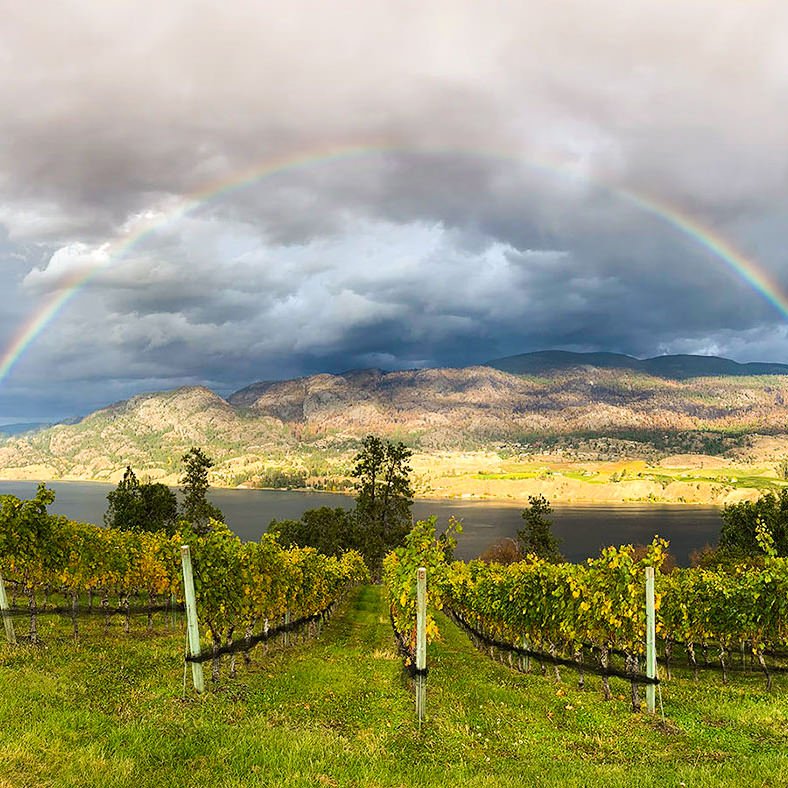 PARADISE PACK - Plot Wines